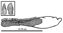 Eshanosaurus