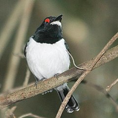 ♀ Platysteira peltata