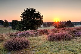 Haltern am See, Westruper Heide -- 2015 -- 8306-10