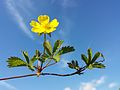 Creeping cinquefoil (Potentilla reptans)