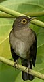 Bare-eyed thrush