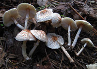 Lepiota cristata