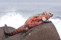 Image 45Marine iguana