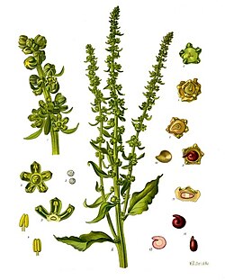 Beta vulgaris subsp. vulgaris