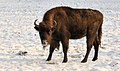 18. Fiatal európai bölény (Bison bonasus) a Wisentgehege Springe vadasparkban Springe közelében (Németország). Az európai bölény a legnehezebb szárazföldi túlélő állat Európában. A kifejlett hímek elérik az 1000 kg-ot. A vadon élő európai bölényt a kihalásig vadászták, de azóta a fogságból több országba visszatelepítették (javítás)/(csere)