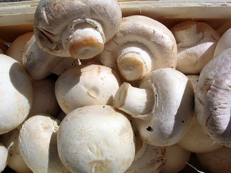 File:Champignons Agaricus.jpg