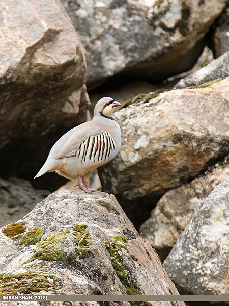 File:Chukar Partridge (Alectoris chukar) (46185613854).jpg