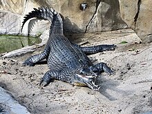 Gavial vu de face et légèrement de dessus, la gueule ouverte, sur un banc de sable.