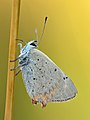 44 Lycaena phlaeas - Kulna uploaded by Iifar, nominated by Iifar,  20,  0,  0