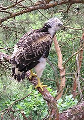 Jeune oiseau emplumé sur tout le corps, mais avec la tête encore garnie de duvet