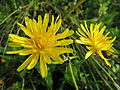 Piennarkeltto (Crepis biennis)