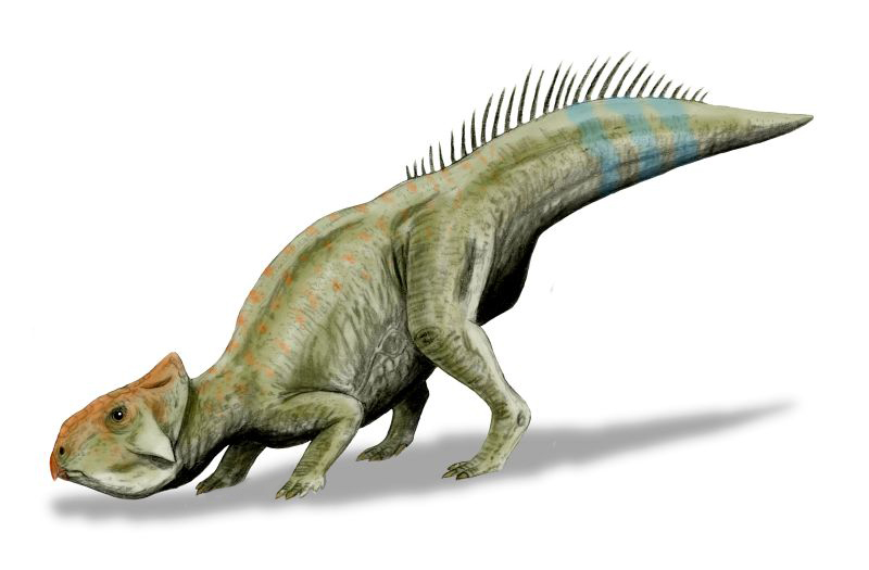 File:Leptoceratops BW.jpg