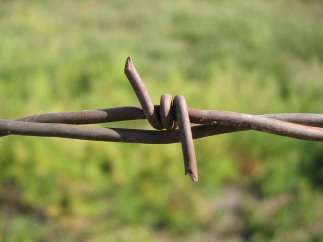 File:Barbed Wire Closeup.jpg