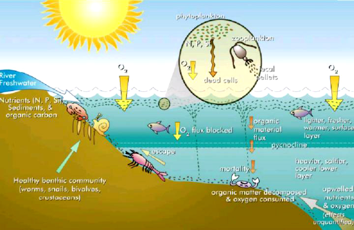 File:Eutrophication.jpg