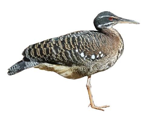 File:Sunbittern RWD white background.jpg