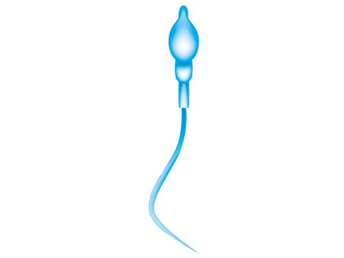 File:201304 sperm.png