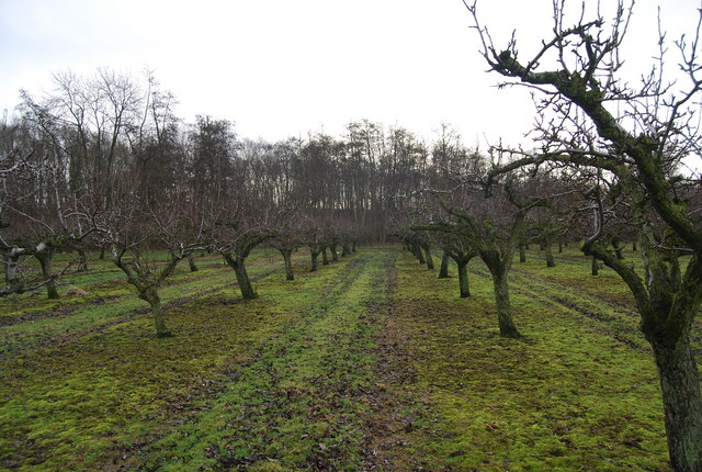 File:Apple orchard, Denstead - geograph.org.uk - 1133000.jpg