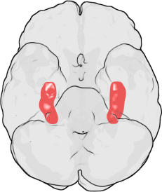 File:Hippocampus.png