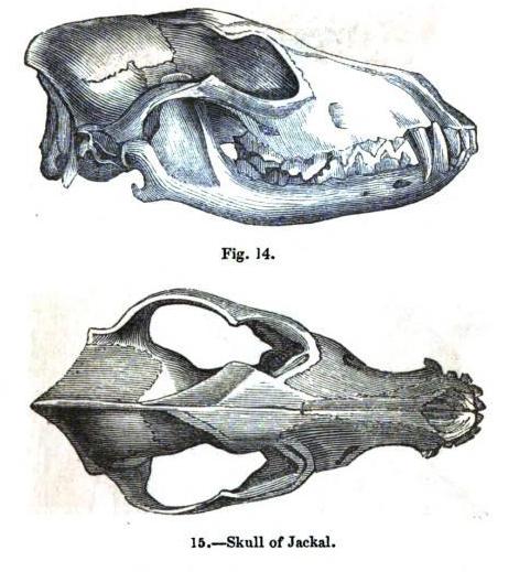 File:Jackalskull.jpg