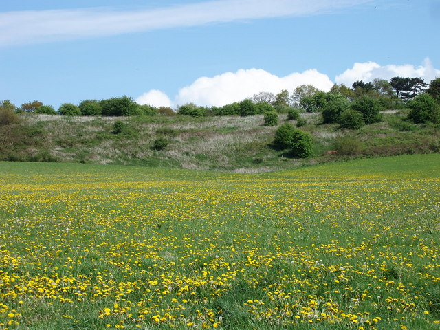 File:Dandelion Field near Gorse Hill - geograph.org.uk - 1284080.jpg