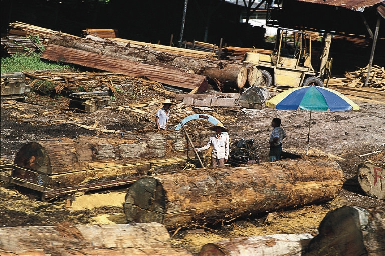 File:Forest logging in Malaysia.jpeg