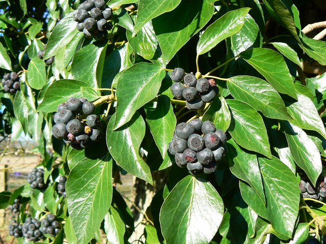 File:Black berries on a dead tree near Marr Green, Wiltshire - geograph.org.uk - 327560.jpg