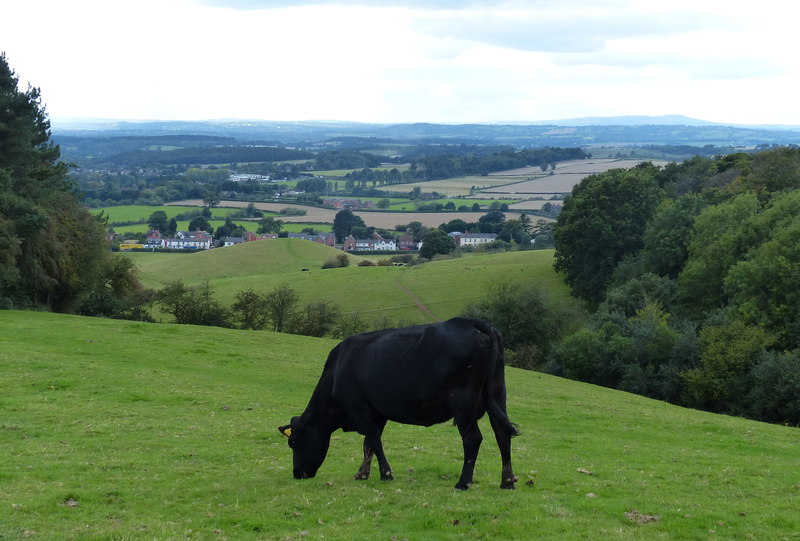 File:Cow on Wychbury Hill - geograph.org.uk - 6607212.jpg