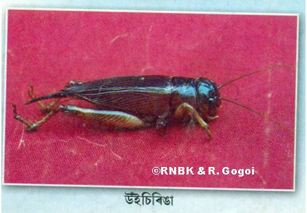 চিত্ৰ:1insect as food.jpg