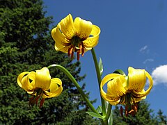 Bosanski ljiljan (Lilium bosniacum) je endemski predstavnik monokotiledona