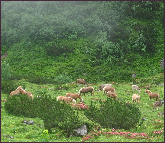 Datei:Haflinger auf der Alm.jpg