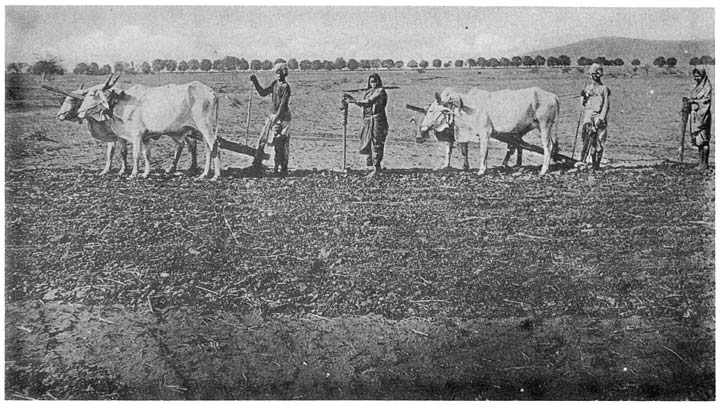 File:Kurmi sowing.jpg