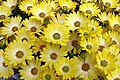 Osteospermum 'Sunadora Hotspots Acapulco', another modern hybrid