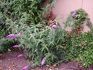 B. davidii – Invasive species, here in an urban area