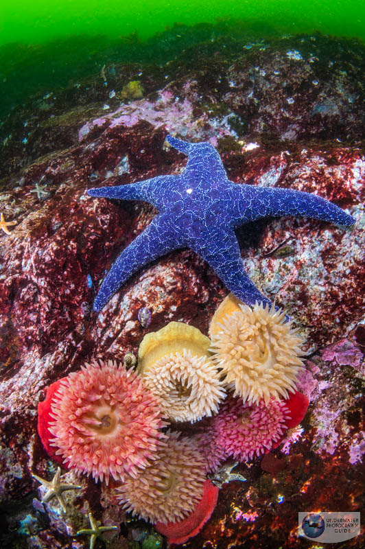 This group of invertebrates managed to find a crevice to hide from current in one of the areas of the rock that had been otherwise sandblasted by the fast water