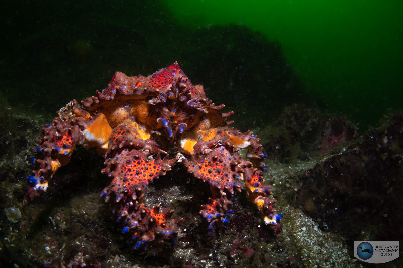 A beautiful puget sound king crab