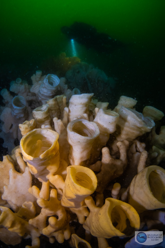 Cloud sponges on a deep dive in the inlet