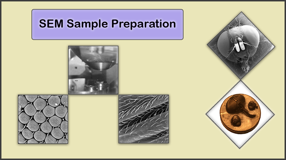 Sample Preparation for Scanning Electron Microscopy (SEM)