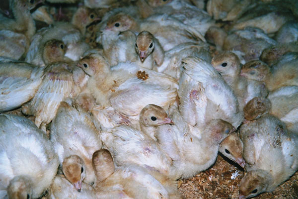 Turkey poults on a free-range farm (EBAA)