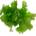 Health Benefits Of Sea Lettuce