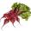 Nutritional Value Of Beet Greens