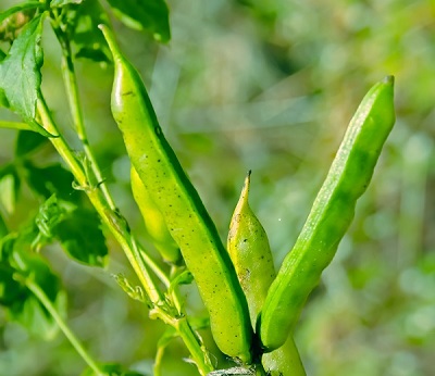 List of podded vegetables