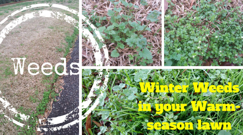 Winter Weeds