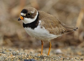 Plover HD wallpapers, Desktop wallpaper - most viewed