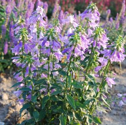 Adenophora confusa Fairybells™ Gaudi Violet