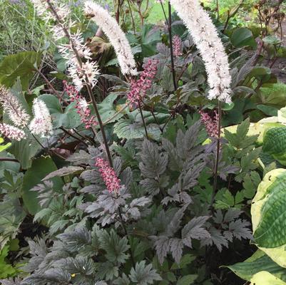 Actaea (Cimicifuga) ramosa Brunette