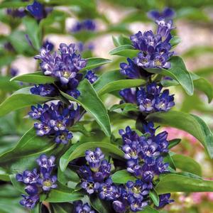 Gentiana cruciata Blue Cross