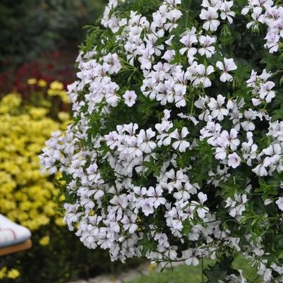 Geranium (Ivy) Glacier White