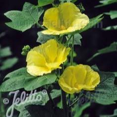 Alcea rosea Spot Light Sunshine