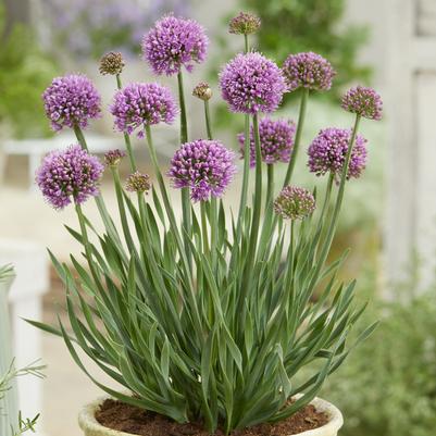 Allium Little Sapphire