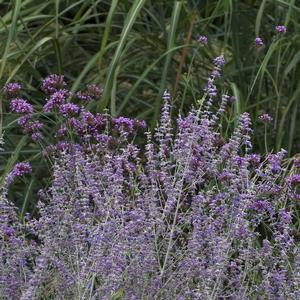 Perovskia atriplicifolia Little Spire